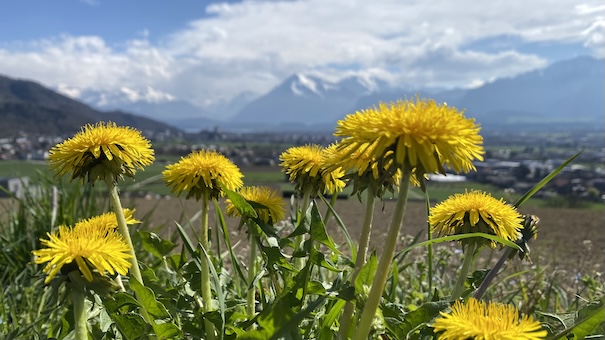 Frühling